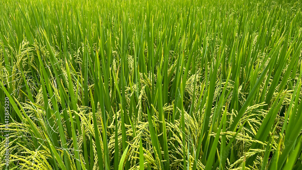 Fototapeta premium A vibrant green rice field , captured on a sunny day. Perfect for themes of agriculture, nature