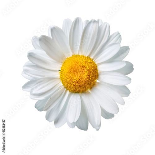 Obraz na płótnie Close up of a white daisy with a yellow center, isolated on a transparent background, perfect for graphic design projects w salonie