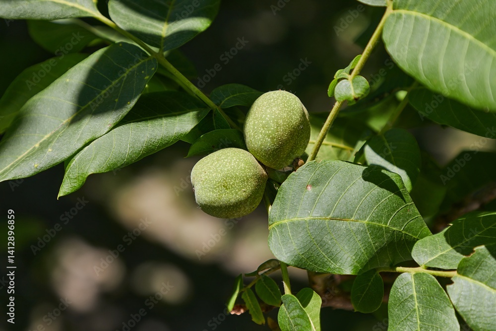 Walnuts growing on a tree