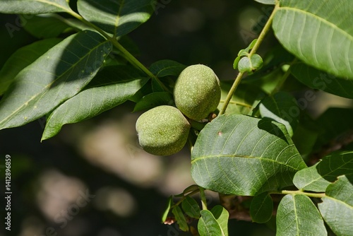 Obraz na płótnie Walnuts growing on a tree w salonie