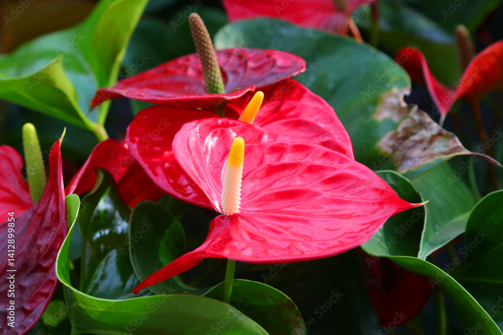detail of Big Red Flower of anthurium also called anthurium andraeanum