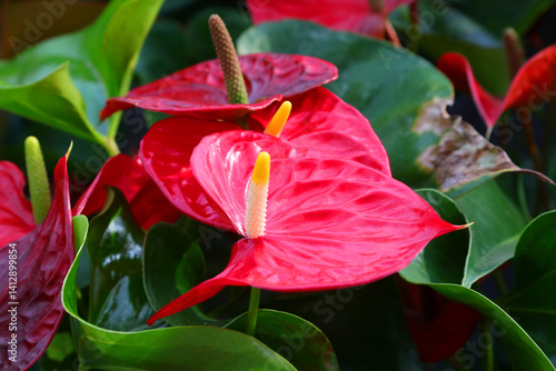 Obraz na płótnie detail of Big Red Flower of anthurium also called anthurium andraeanum w salonie