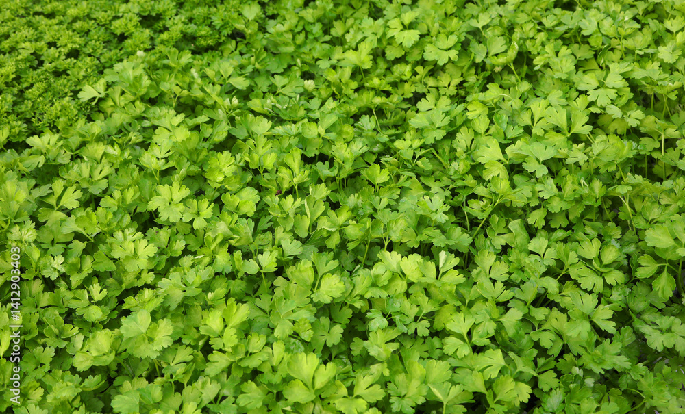 background of leaves of PARSLEY a plant that lends itself to flavoring many recipes