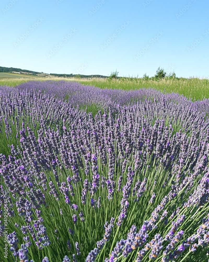 Obraz premium Lavender Field Under Clear Sky Swaying Gently in the Summer Meadow Breeze