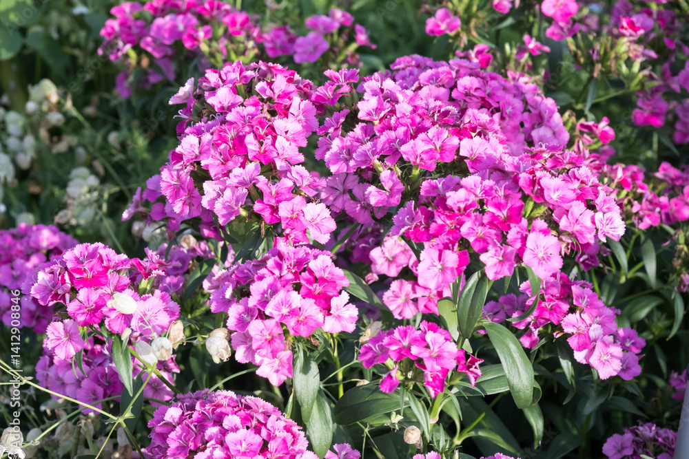 Beautiful Sweet William (Dianthus barbatus) flowers. Beautiful Sweet William (Dianthus barbatus) flowers.
