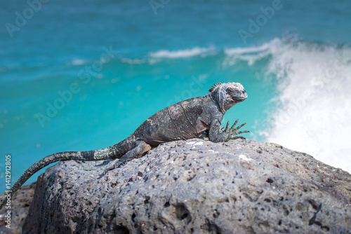 Galapagos Islands. Ecuador....