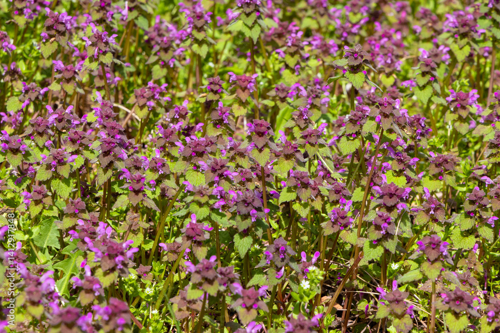 A clump of many Lamium purpureum flowering plants
