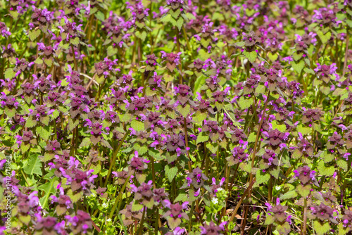 A clump of many Lamium purpureum flowering plants