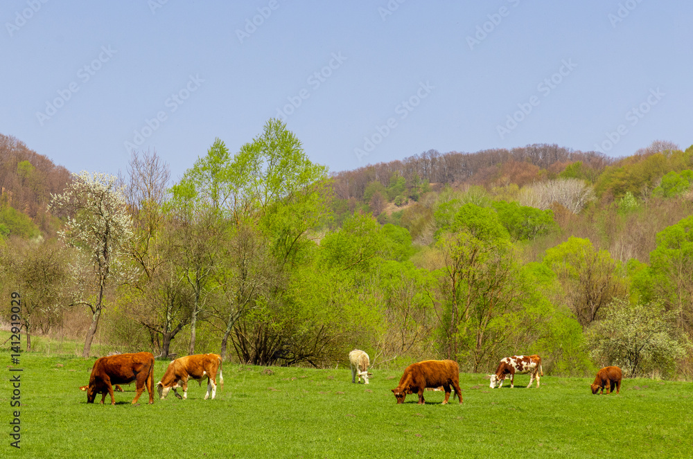 Fototapeta premium A group of cows grazing on a pasture in the countryside