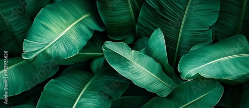 Wallpaper Mural A textured banana leaf devoid of moisture is prepared for utilization as a copy space image complete with a clipping path Torontodigital.ca