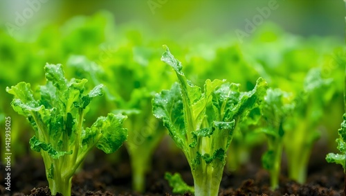 Wallpaper Mural Vibrant lettuce sprouts glisten in a modern urban farm highlighting intricate textures and shades of green against dewy soil Torontodigital.ca