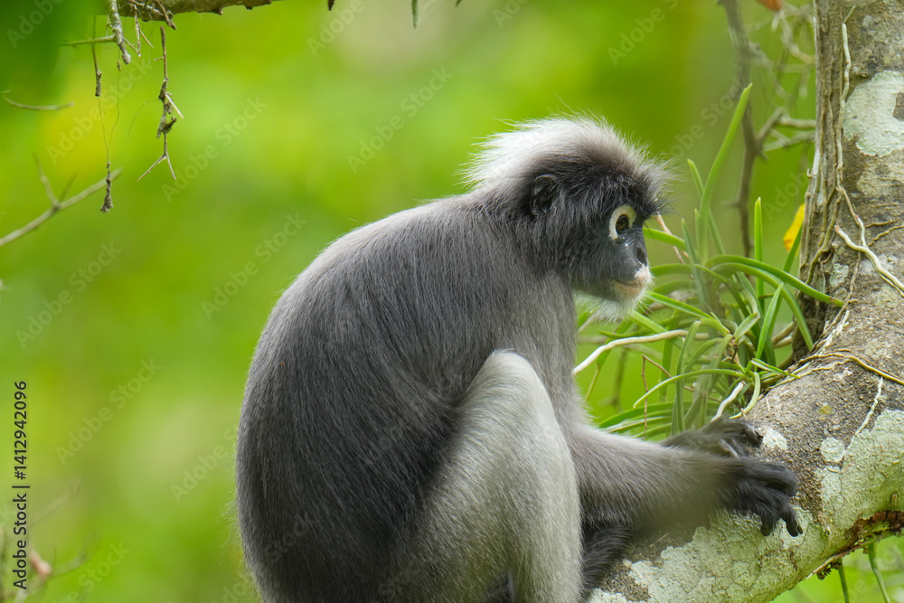 Obraz premium Dusky Langur (Trachypithecus obscurus) cute monkey on tree.