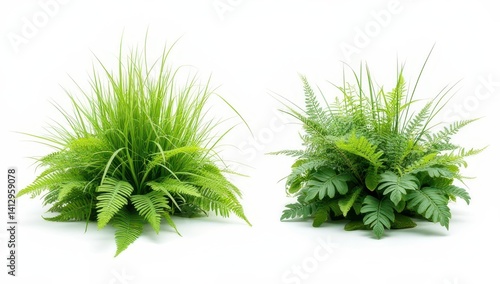 Lush Green Foliage Arrangements: Ferns and Grass Isolated on White