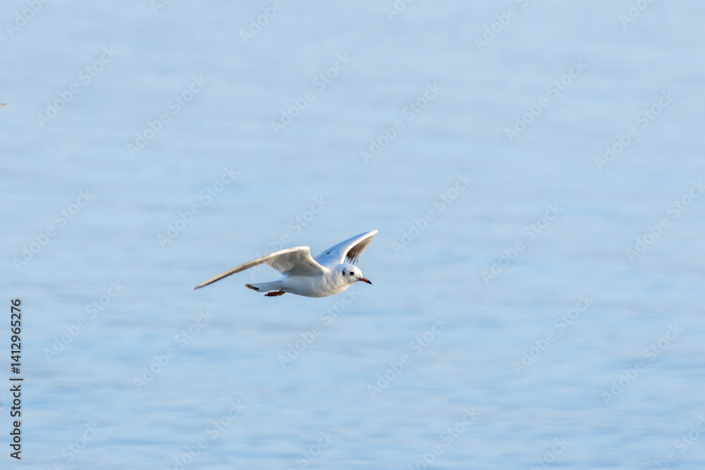 A Seagull Soaring Above the Water A Seagull Soaring Above the Water