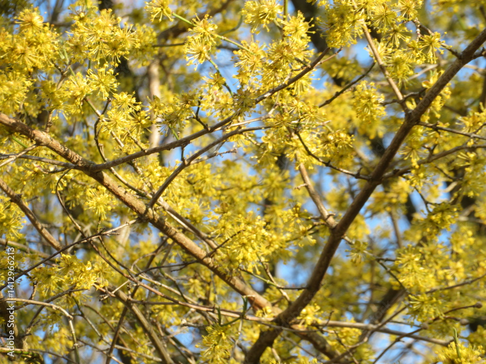 Frühlingsblüten Traum Frühlingsblüten Traum