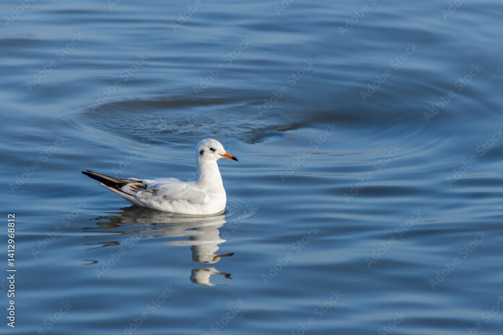 Seagull Swimming on Calm Water Surface