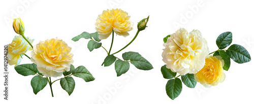 黄色いバラの切抜き