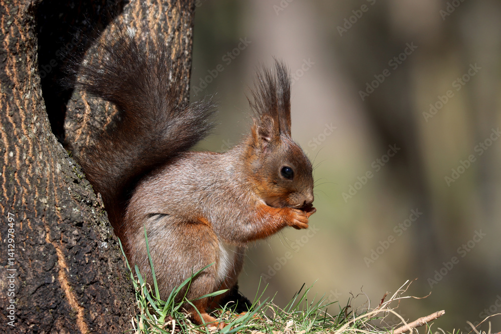 Squirrel Squirrel