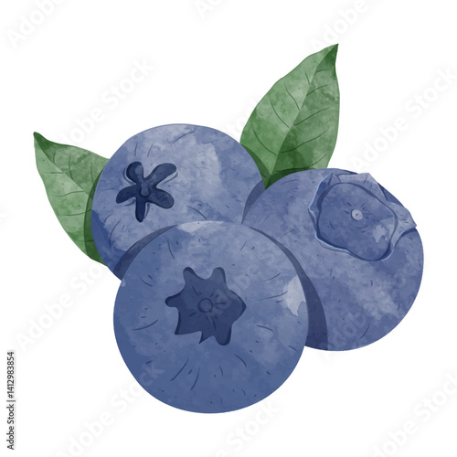 Blueberry fruit Design elements. watercolour style vector illustration.