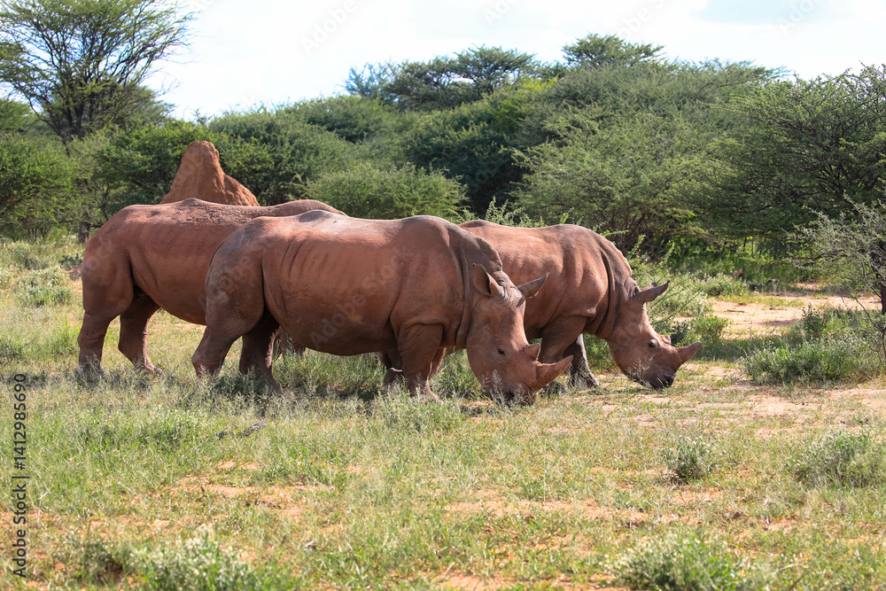 Group of white rhinos. The largest living rhino species.
Rhinos are frequently targeted for poaching.
Photographed on a game drive near the Waterberg, Namibia, Africa. Group of white rhinos. The largest living rhino species.
Rhinos are frequently targeted for poaching.
Photographed on a game drive near the Waterberg, Namibia, Africa.