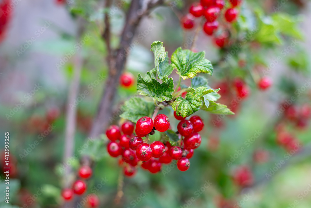 Obraz premium Red currant, branches with red berries and leaves close-up. Fruit bush with green leaves against a wooden fence. Gardening and harvesting