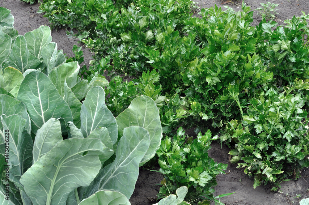 cauliflower and celery - growing and ripening organic vegetables in the vegetable garden, summertime cauliflower and celery - growing and ripening organic vegetables in the vegetable garden, summertime