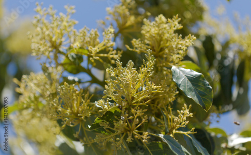 Horticulture of Gran Canaria -  avocado tree flower buds, macro floral background