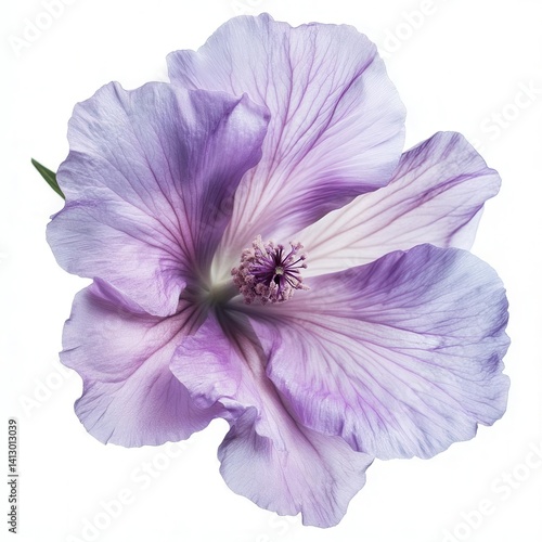 Purple Flower Isolated on White Background for Digital Design Projects