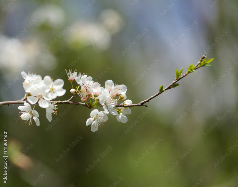 Horticulture of Gran Canaria - fruit trees blossoming in spring, natural macro floral background
Horticulture of Gran Canaria - fruit trees blossoming in spring, natural macro floral background