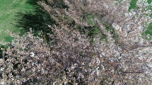 Wallpaper Mural Springtime, pink flowers, calm, cemetery, trees and cemetery, overhead view, buried, tombstones, aerial view, motion, solemn, live and dead, peaceful,  Torontodigital.ca