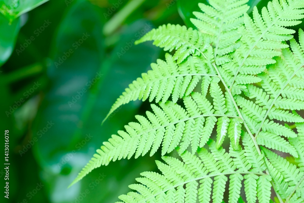 Lady fern or athyirium filix-femina growth in the garden. Tropical plant Lady fern or athyirium filix-femina growth in the garden. Tropical plant