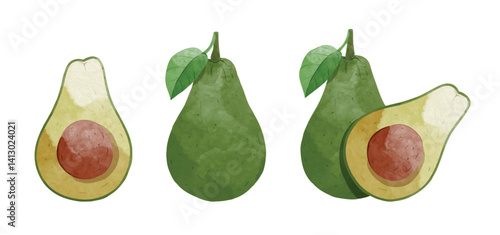 Avocado fruit Design elements. watercolour style vector illustration.
