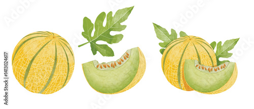 Cantaloupe fruit Design elements. watercolour style vector illustration