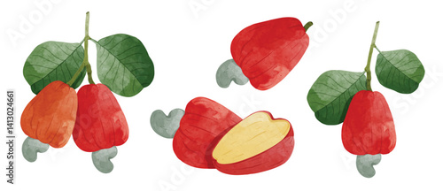 Cashew fruit Design elements. watercolour style vector illustration.