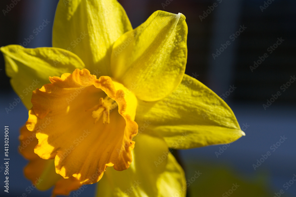 Fototapeta premium Daffodil flowers. Flower blooming in garden or park