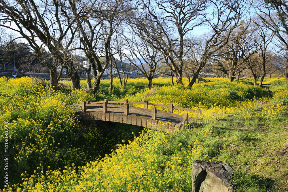 愛媛県内子町 小田川河川敷の菜の花