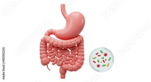 Isolated Human Digestive System