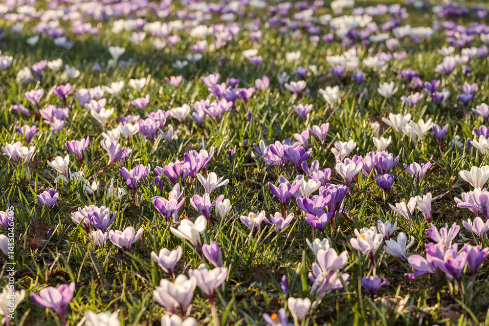 Field of blooming purple and white crocuses in spring sunlight, creating a natural floral carpet with vibrant colors and soft golden lighting Field of blooming purple and white crocuses in spring sunlight, creating a natural floral carpet with vibrant colors and soft golden lighting