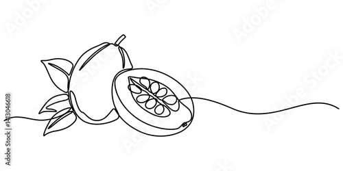 loquat fruit hand drawn illustration, ripe loquats continuous one line drawing, Fruit. Hand drawn vector isolated sketch, Loquat whole fruit and half sliced isolated on white background, minimalist.