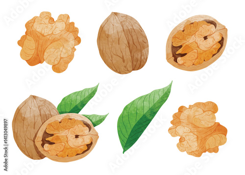 Walnut fruit Design elements. watercolour style vector illustration