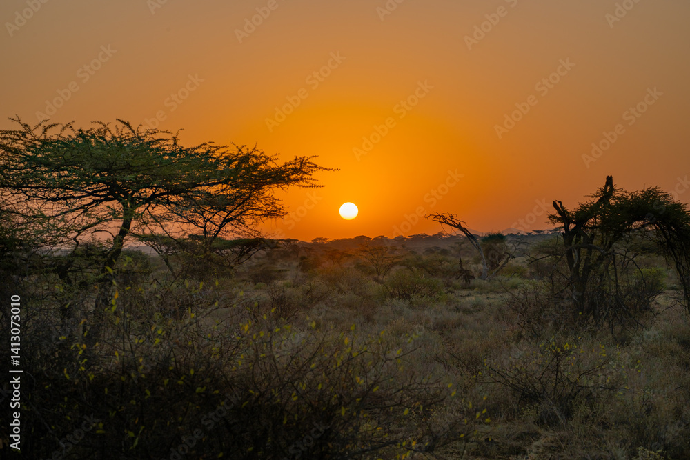 Obraz premium Iconic Kenyan sunset over the acacia-studded savanna in golden hues