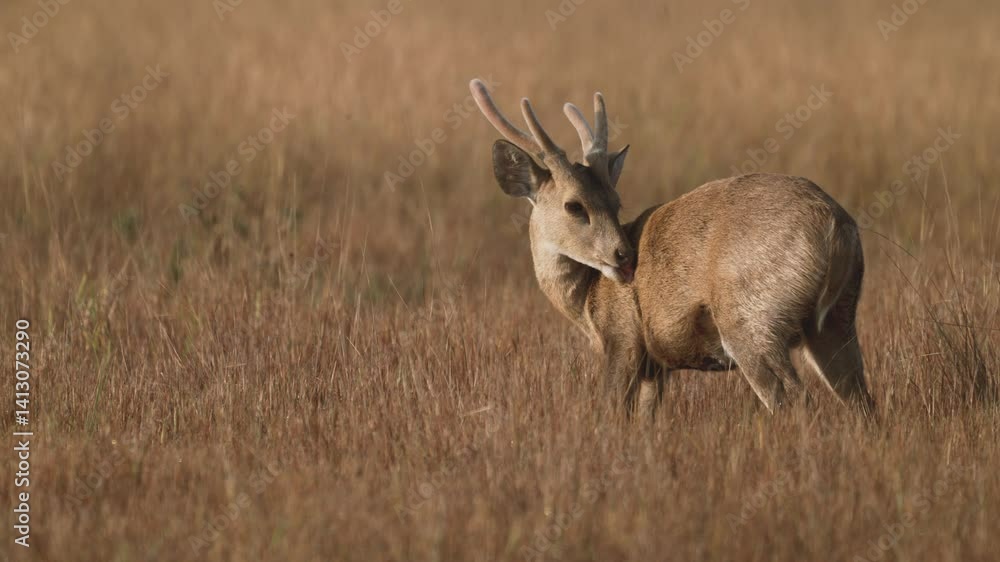 Hog Deer licking it's body on the grass land at wildlife sanctuary Thailand Hog Deer licking it's body on the grass land at wildlife sanctuary Thailand