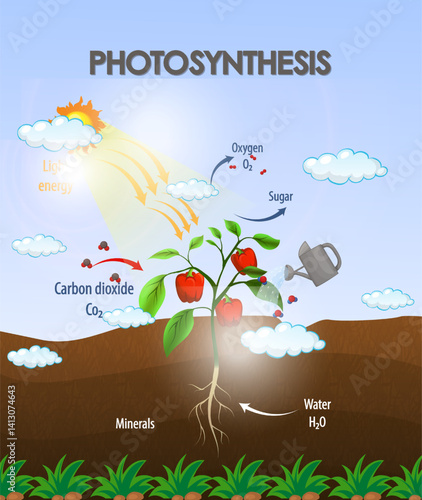 Free vector diagram showing the process of photosynthesis in plants.