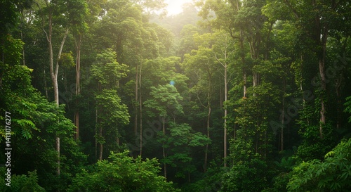 Luminous Rainforest: Serene Green Canopy in Sunlight