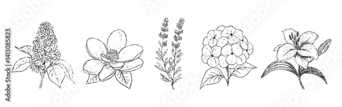 Sketch crayon aroma cosmetic flower set. Hand drawn scribble doodle plant of lilac, magnolia, lavender, hydrangea, lily. Pencil texture vector illustration for label, food or beauty product packaging.