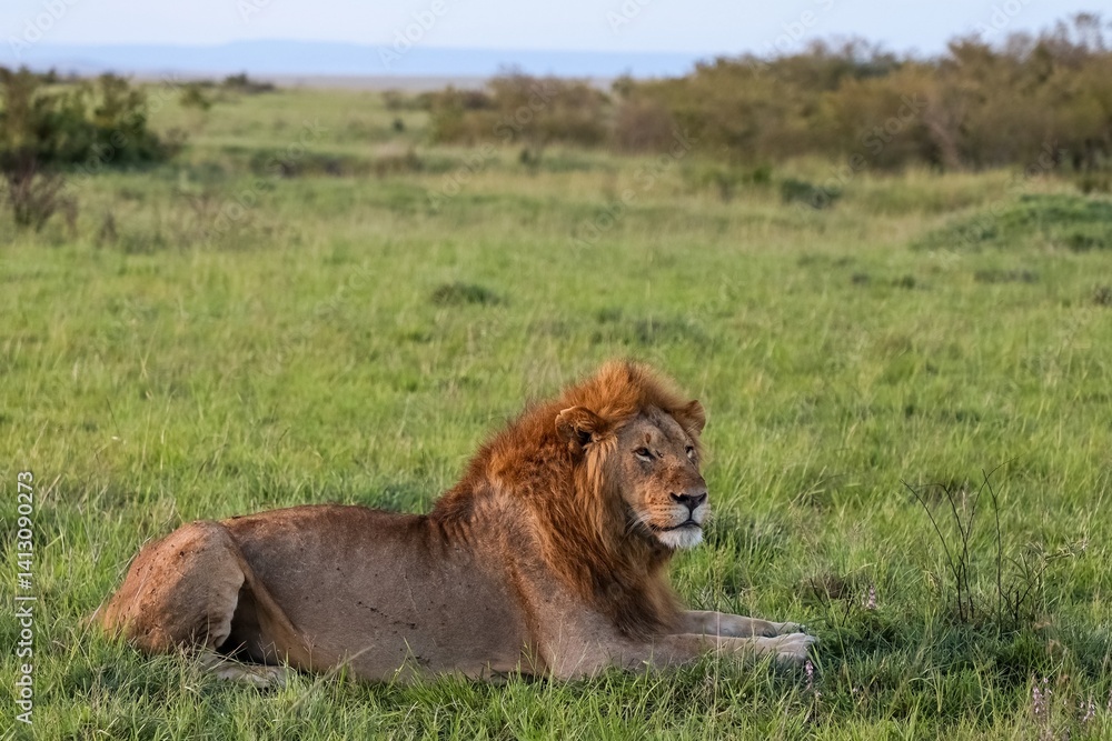 Majestic lion resting in the green grass of the african savanna Majestic lion resting in the green grass of the african savanna