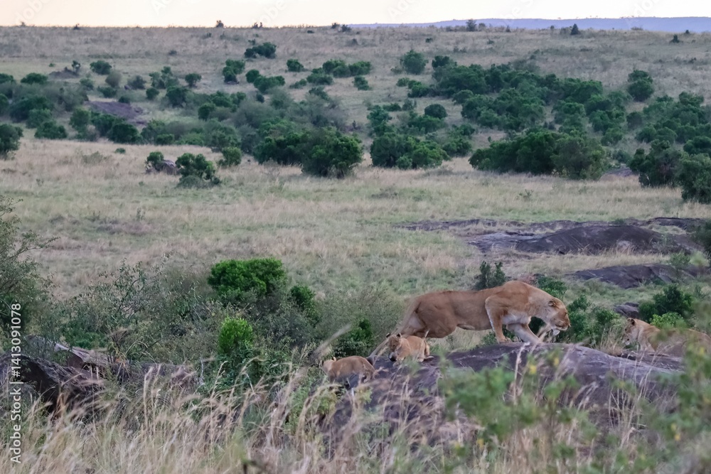Lioness walking on rocks with cubs in Masai Mara National Reserve, Kenya