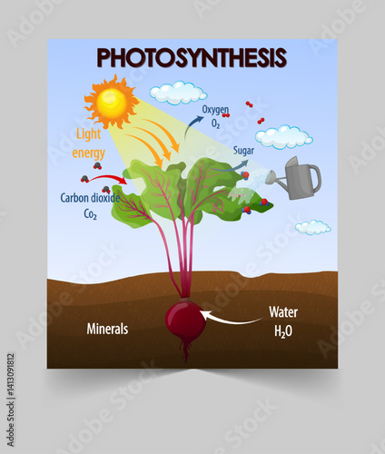 Free vector diagram showing the process of photosynthesis in plants.