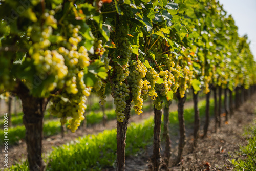 Wallpaper Mural Abundant clusters of ripe white grapes hang from a vibrant vine with green leaves in a sunny vineyard Torontodigital.ca