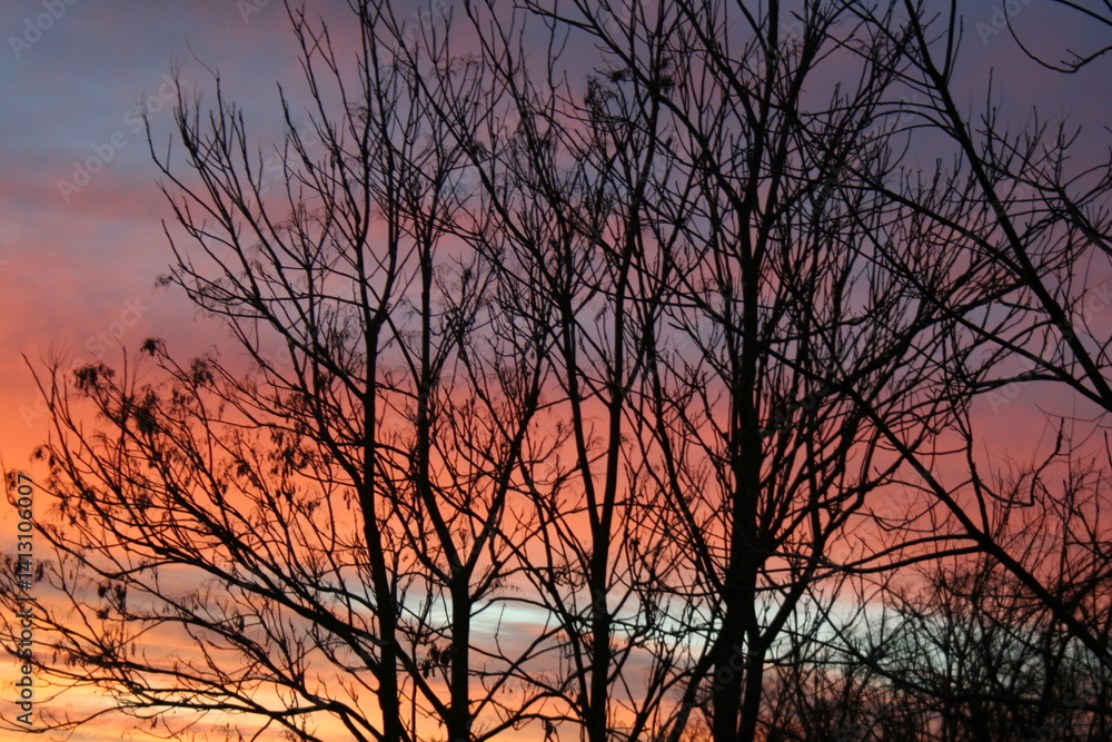 sunset in the forest sunset in the forest